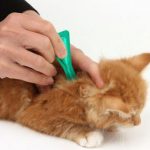 Flea-Control-696×602