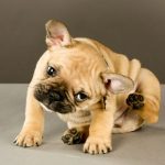 Fleas-and-other-parasites-696×602