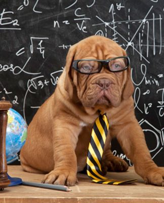 GENERAL HISTORY OF DOGS