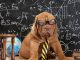 GENERAL HISTORY OF DOGS
