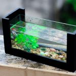 General-Care-for-the-Freshwater-Aquarium-696×602