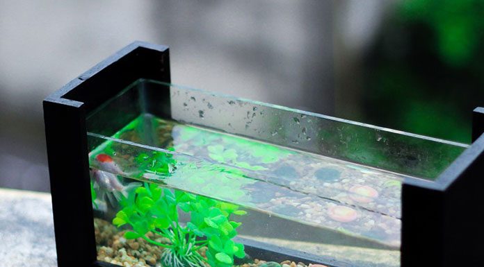 General Care for the Freshwater Aquarium