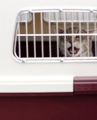 Giving Crate Training to your Pet