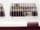 Giving Crate Training to your Pet