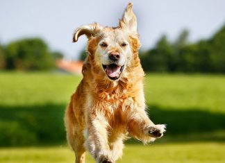 Glucosamine in a Dog’s Diet