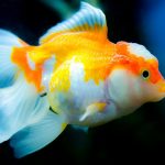 Goldfish Maintenance