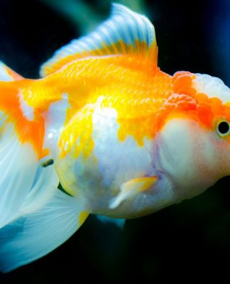 Goldfish Maintenance