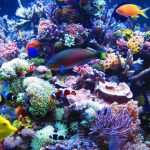 Good-Deals-On-a-Saltwater-Aquarium-1