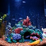 Good-Deals-On-a-Saltwater-Aquarium-2