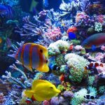 Good-Deals-On-a-Saltwater-Aquarium-696×602