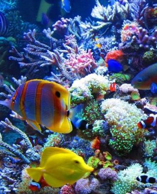 Good Deals On a Saltwater Aquarium?