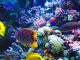 Good Deals On a Saltwater Aquarium?