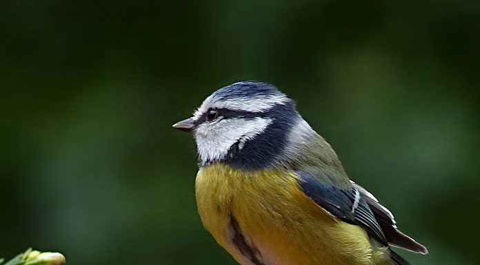 Good Eats for your Pet Bird