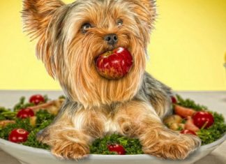 Guidelines to Choose a Healthy Dog Diet for Your Pet