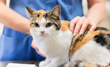 Health Care for Your Pet Cat