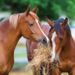 Healthy-Foods-for-Healthy-Horses-696×602