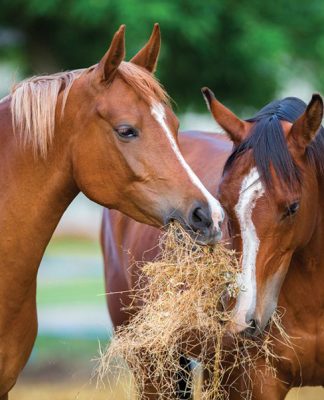 Healthy Foods for Healthy Horses.