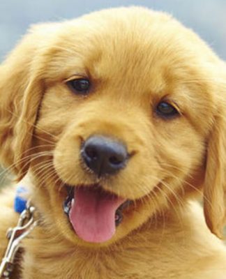 Heart worm prevention