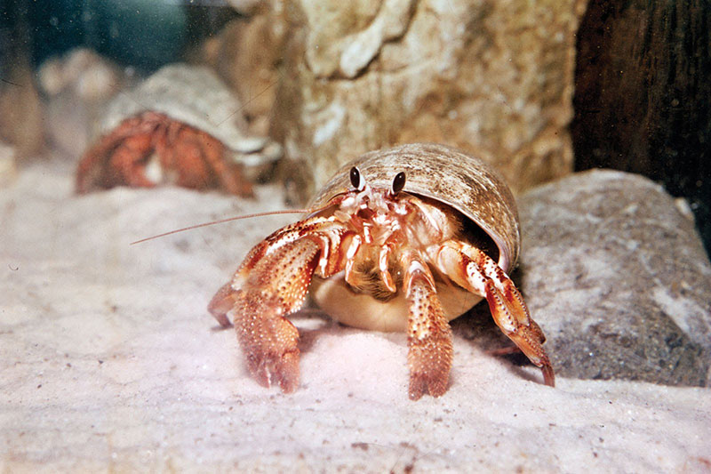 Source: www.petsourcing.com. animal fact files a house for hermit crab by e...