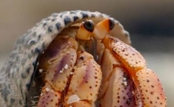 What Types of Hermit Crabs Should Be Placed in a Saltwater Aquariums?