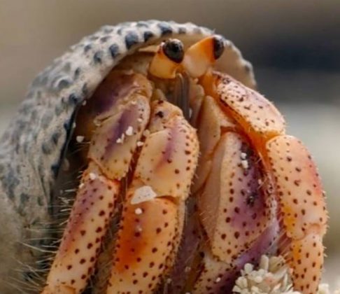 hermit crabs saltwater petsourcing aquariums alike