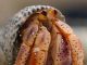 What Types of Hermit Crabs Should Be Placed in a Saltwater Aquariums?