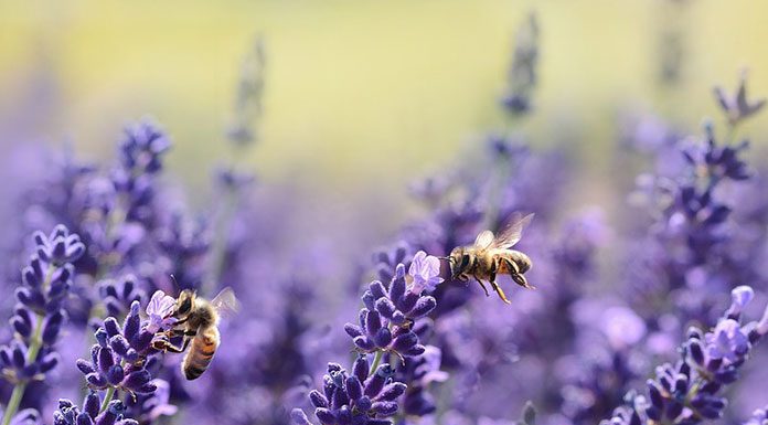 History of Beekeeping