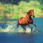 Hormones-and-Drugs-for-Stallions-696×602