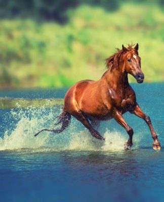 Hormones and Drugs for Stallions