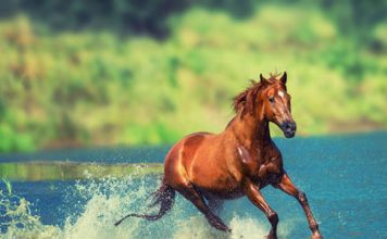 Hormones and Drugs for Stallions