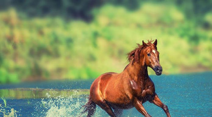 Hormones and Drugs for Stallions