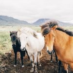 Horse-Language-1