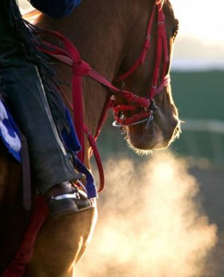 Horse Language