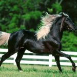 Horses-and-the-West-Nile-Threat-696×602