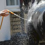 Hot,-Hot-Summertime-Heat-and-your-Horse-696×602