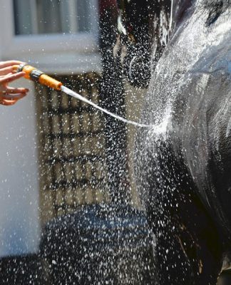 Hot, Hot Summertime: Heat and your Horse