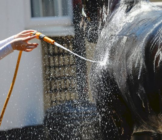 Hot, Hot Summertime: Heat and your Horse