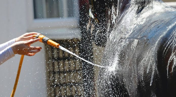 Hot, Hot Summertime: Heat and your Horse