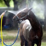 Hot-Weather-Cool-Downs-for-Your-Horse-696×602
