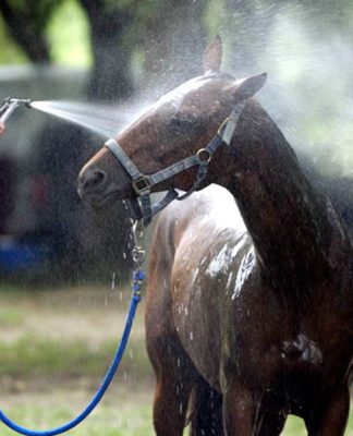 Hot Weather Cool Downs for Your Horse