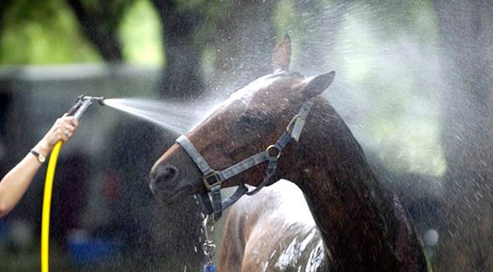Hot Weather Cool Downs for Your Horse