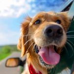 Household-Dog-Dangers-696×602