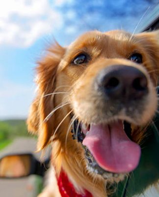 Household Dog Dangers