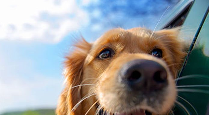 Household Dog Dangers