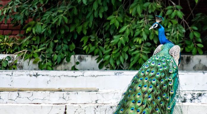 Household Pets: Peafowl