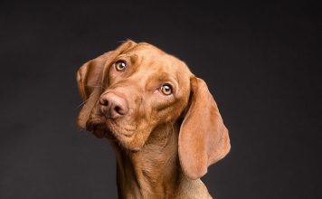 How Dogs Communicate?