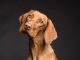 How Dogs Communicate?