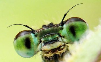 How Natural Insecticide Kills Insects