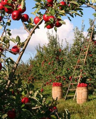 How Natural Is Natural Insecticide?