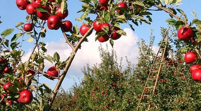 How Natural Is Natural Insecticide?